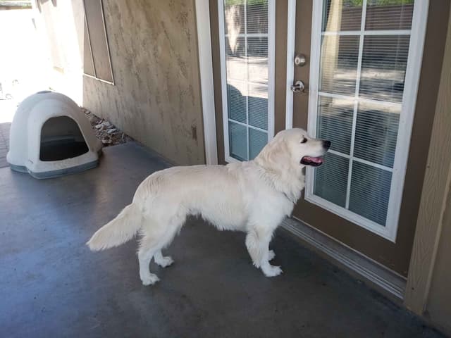 Golden Retriever Puppies media 5