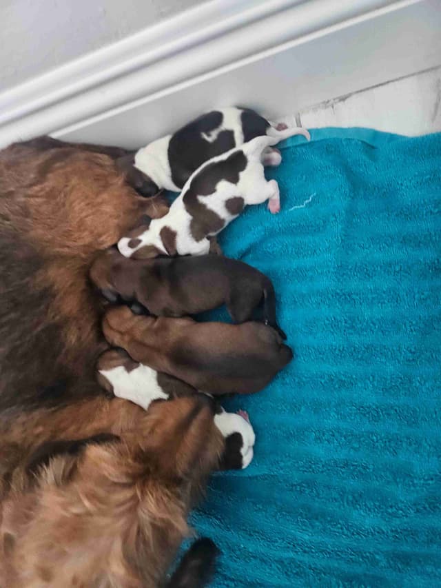 Mini Wire Hair Dachshund Puppies media 2