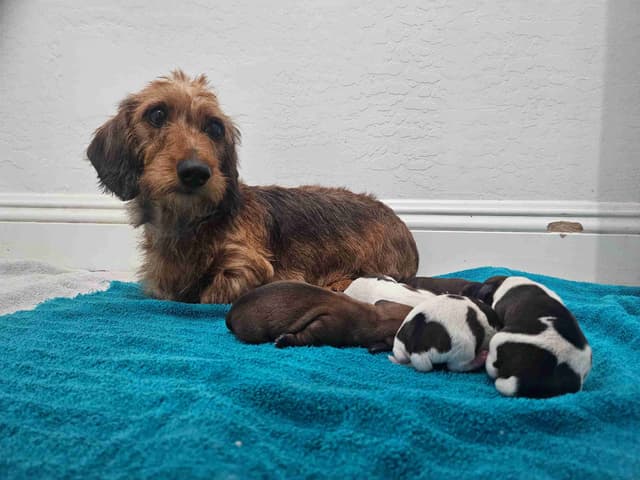 Mini Wire Hair Dachshund Puppies media 3