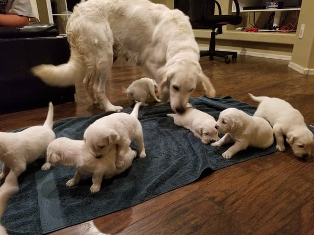 Golden Retriever Puppies media 3