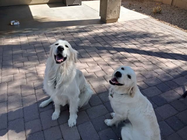 Golden Retriever Puppies media 4
