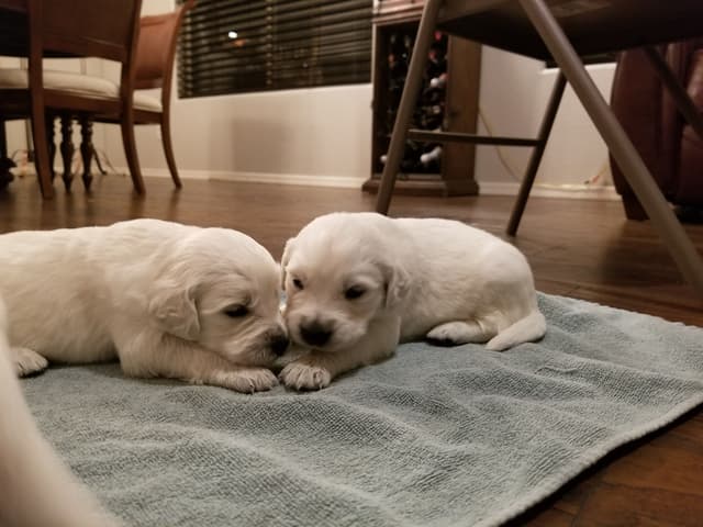 Golden Retriever Puppies media 6