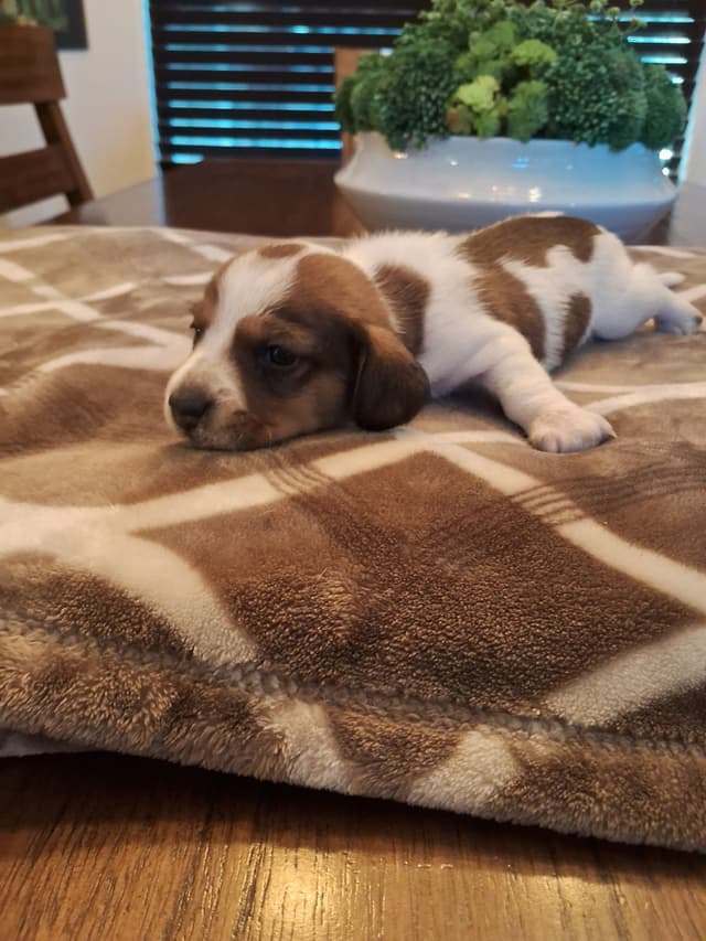 Mini Wire Hair Dachshund Puppies media 4