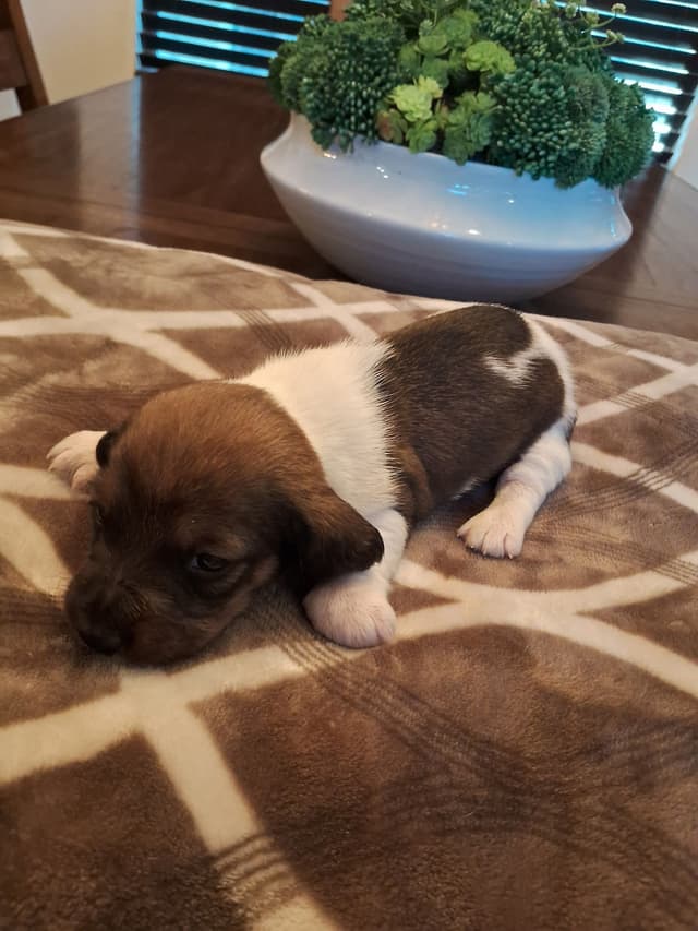 Mini Wire Hair Dachshund Puppies media 8