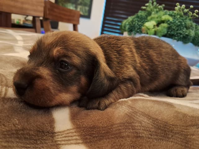Mini Wire Hair Dachshund Puppies media 7