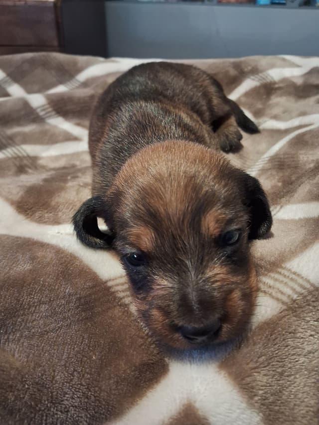Mini Wire Hair Dachshund Puppies media 6