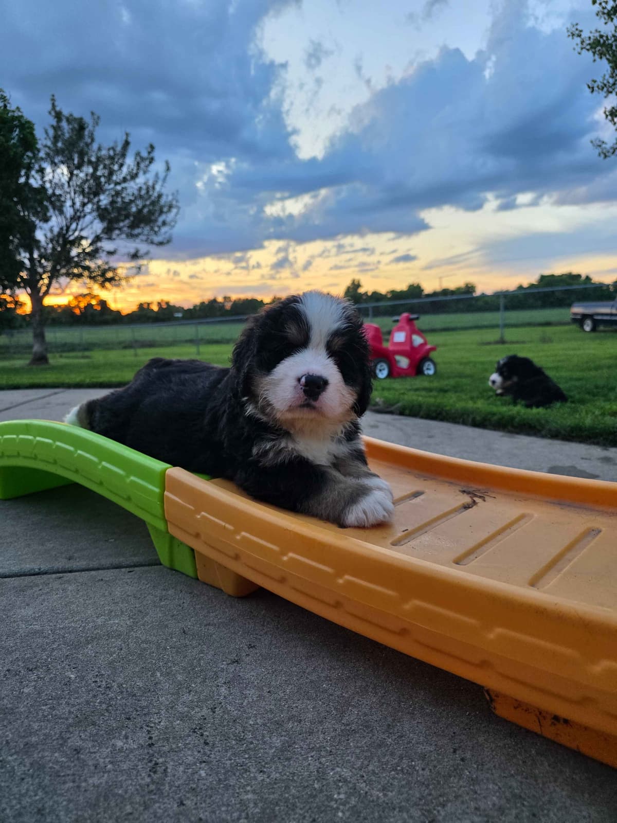 AKC Bernese Mountain Dog Puppies - Valor breeder image 1
