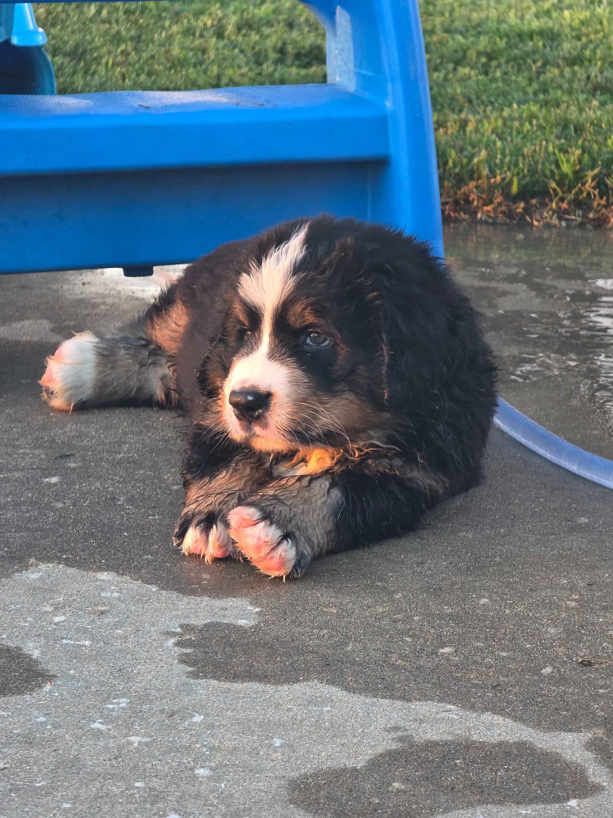 AKC Bernese Mountain Dog Puppies - Valor breeder image 2