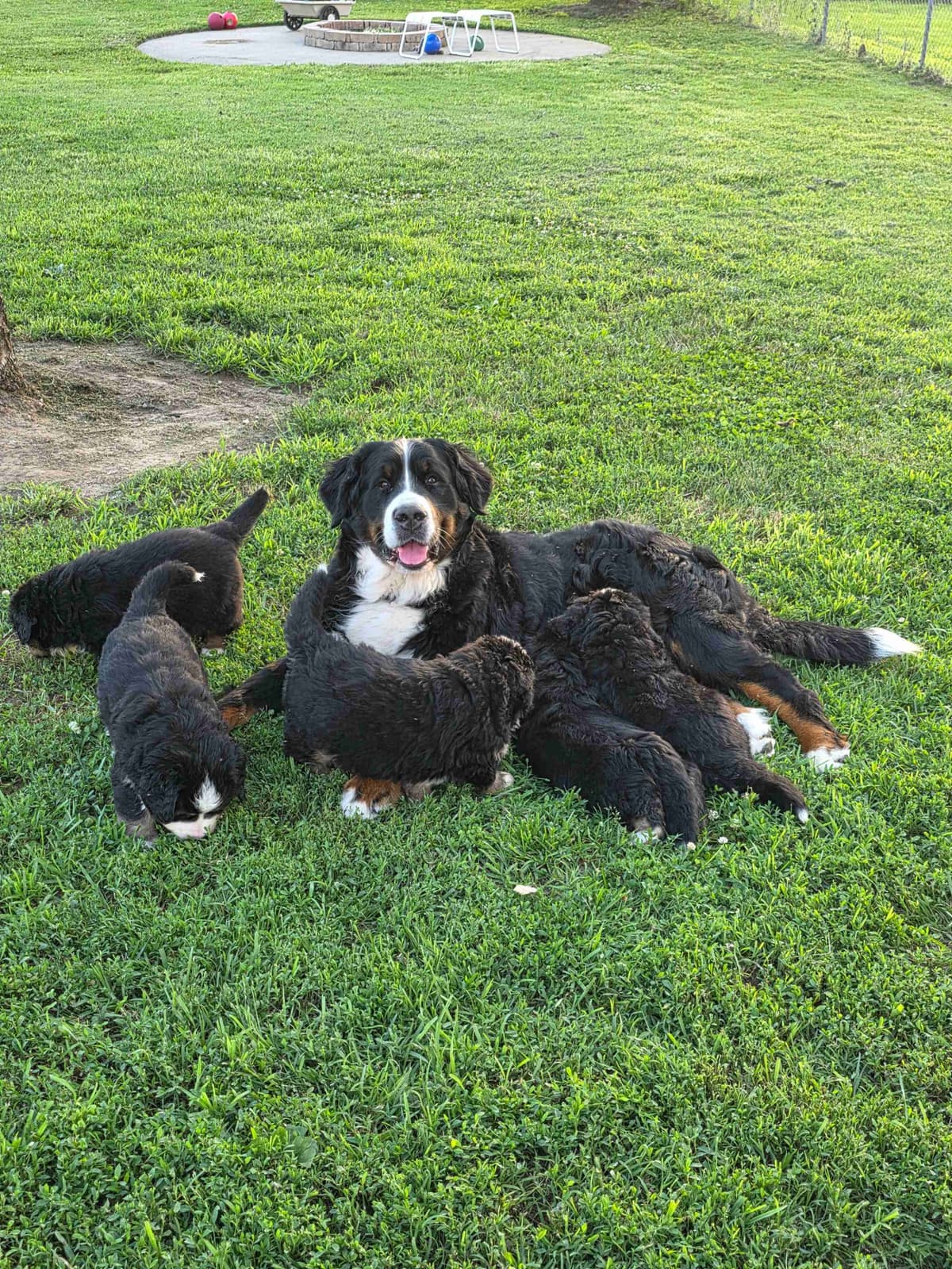 AKC Bernese Mountain Dog Puppies - Valor breeder image 3