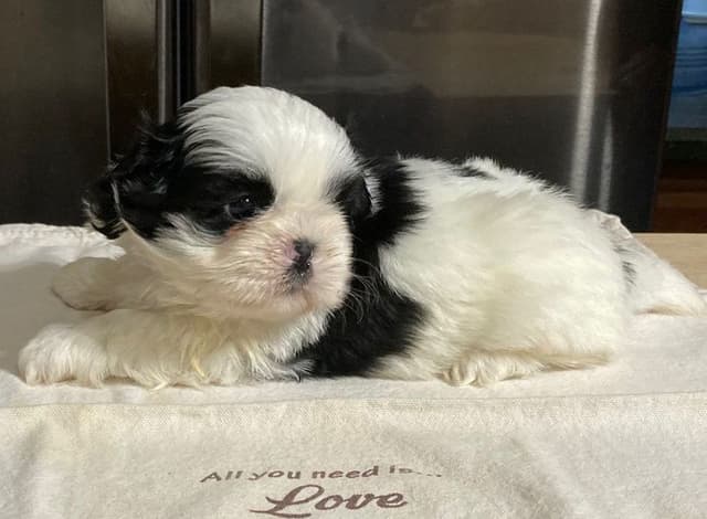Shih Tzu Puppies media 2