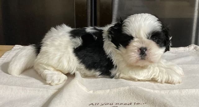 Shih Tzu Puppies media 3