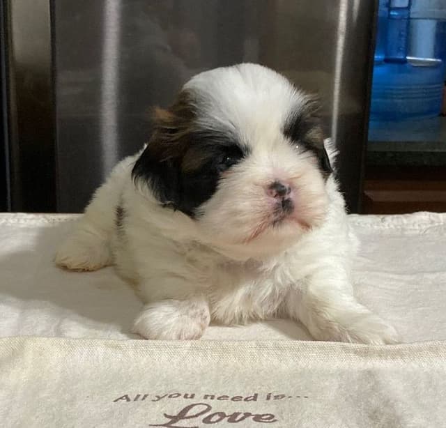 Shih Tzu Puppies media 2