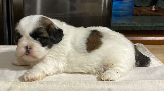 Shih Tzu Puppies media 3