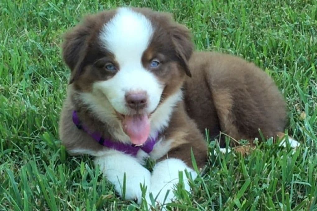 Australian Shepherd Puppies breeder image 1