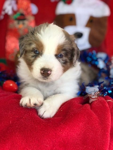 Australian Shepherd Puppies breeder image 6