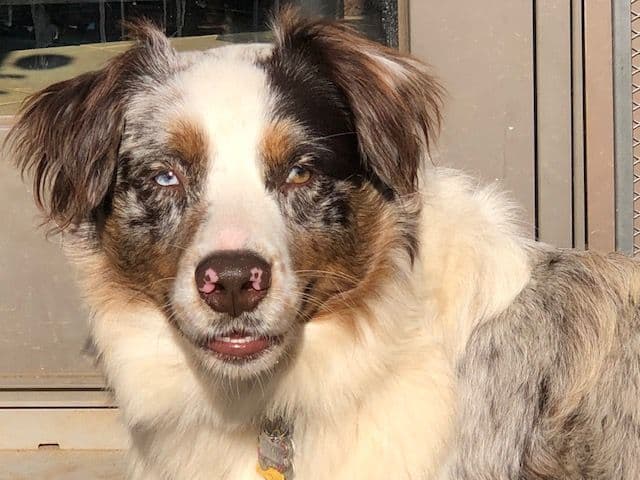 Australian Shepherd Puppies breeder image 9
