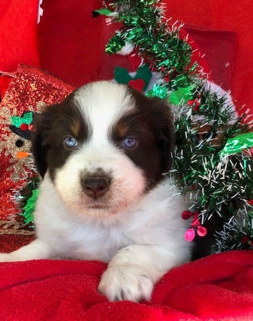 Australian Shepherd Puppies breeder image 11