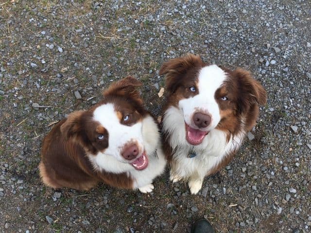 Australian Shepherd Puppies breeder image 13