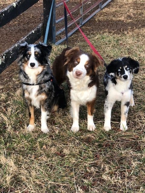 Australian Shepherd Puppies breeder image 15