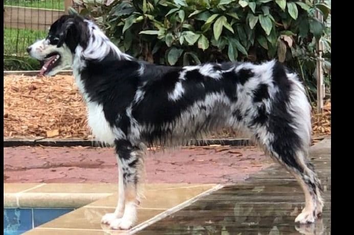 Australian Shepherd Puppies breeder image 16