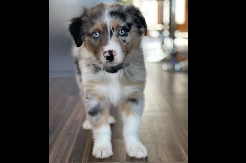 Australian Shepherd Puppies breeder image 17