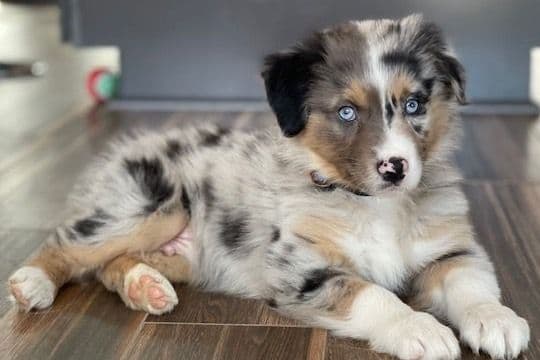 Australian Shepherd Puppies breeder image 18
