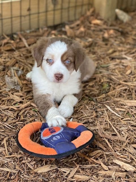Australian Shepherd Puppies breeder image 19