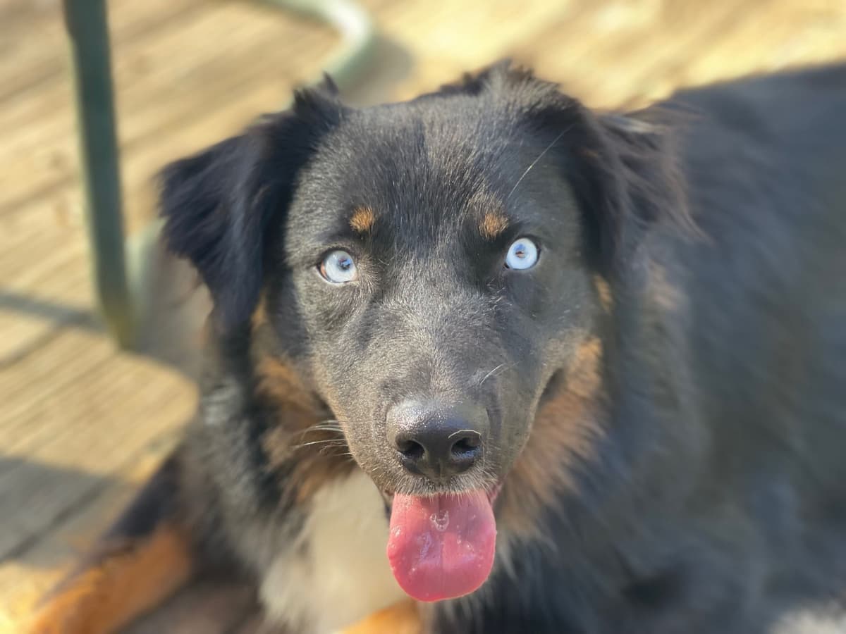 Australian Shepherd Puppies breeder image 21