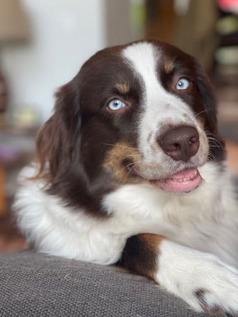 Australian Shepherd Puppies breeder image 22