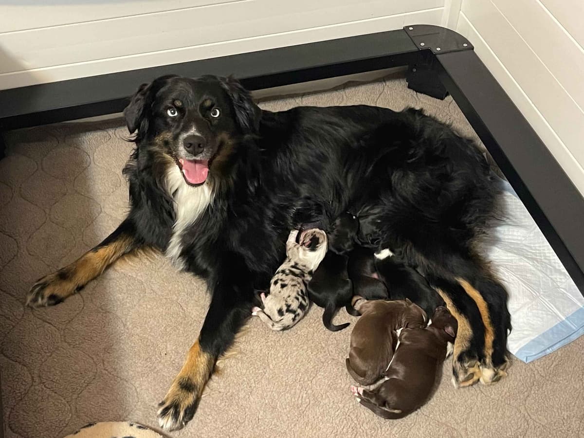 Australian Shepherd Puppies breeder image 23