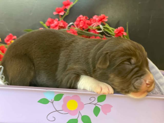 Australian Shepherd Puppies media 2