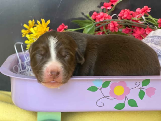 Australian Shepherd Puppies media 3