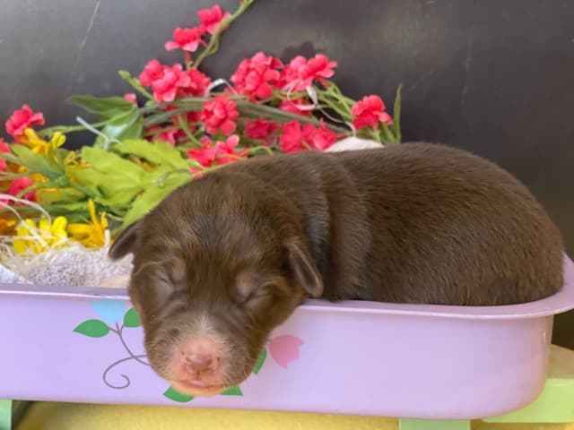 Australian Shepherd Puppies media 4