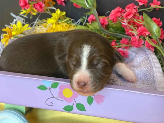 Australian Shepherd Puppies media 5