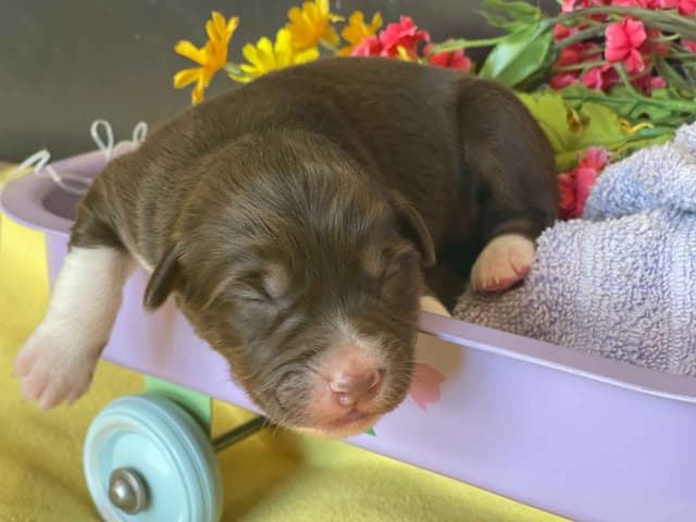 Australian Shepherd Puppies media 6