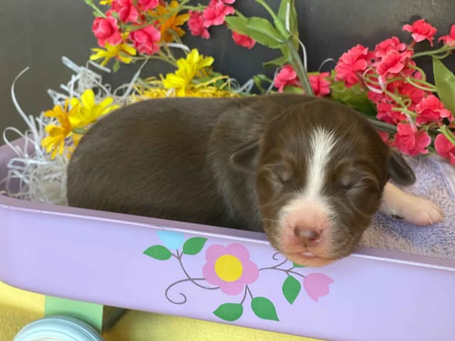 Australian Shepherd Puppies media 7