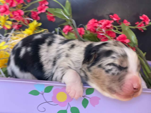 Australian Shepherd Puppies media 8