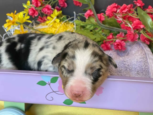 Australian Shepherd Puppies media 9