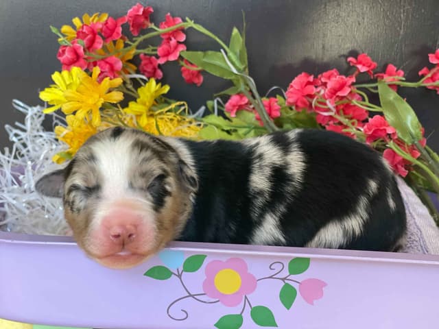 Australian Shepherd Puppies media 10