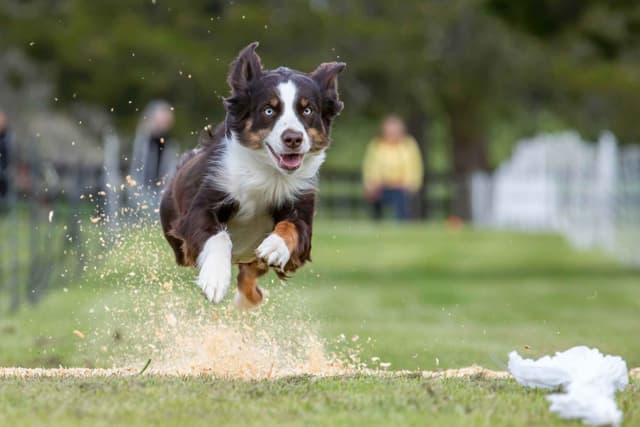Australian Shepherd Puppies media 12