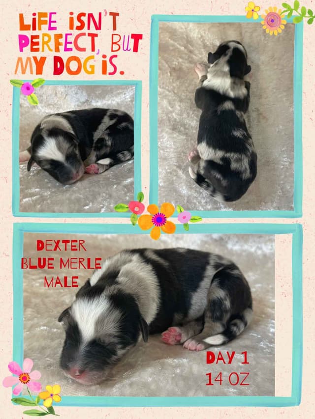 Australian Shepherd Puppies media 2