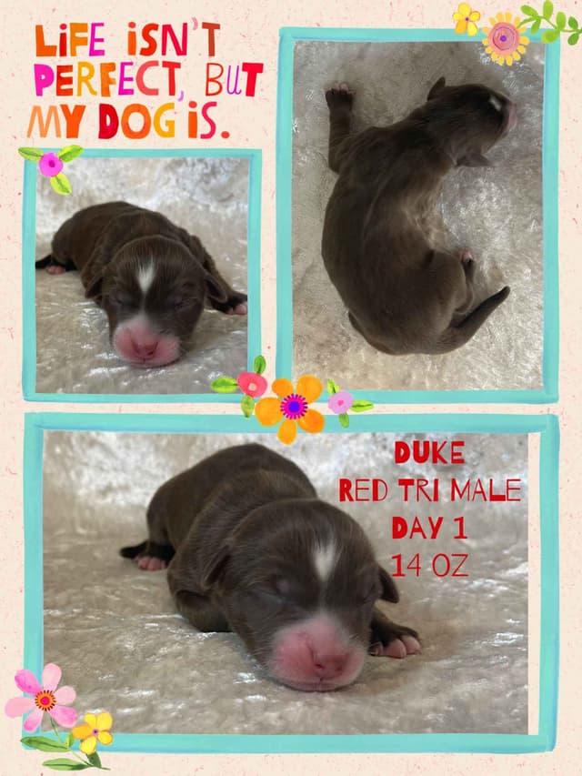 Australian Shepherd Puppies media 3