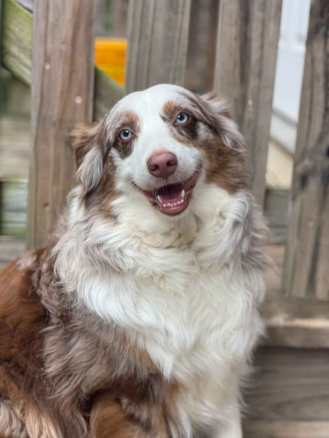 Australian Shepherd Puppies media 5