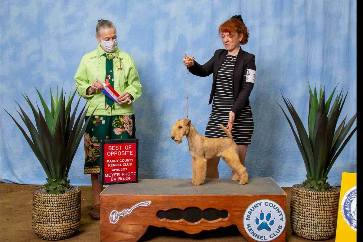 Gorgeous Airedale Puppies GCH Parents! breeder image 1