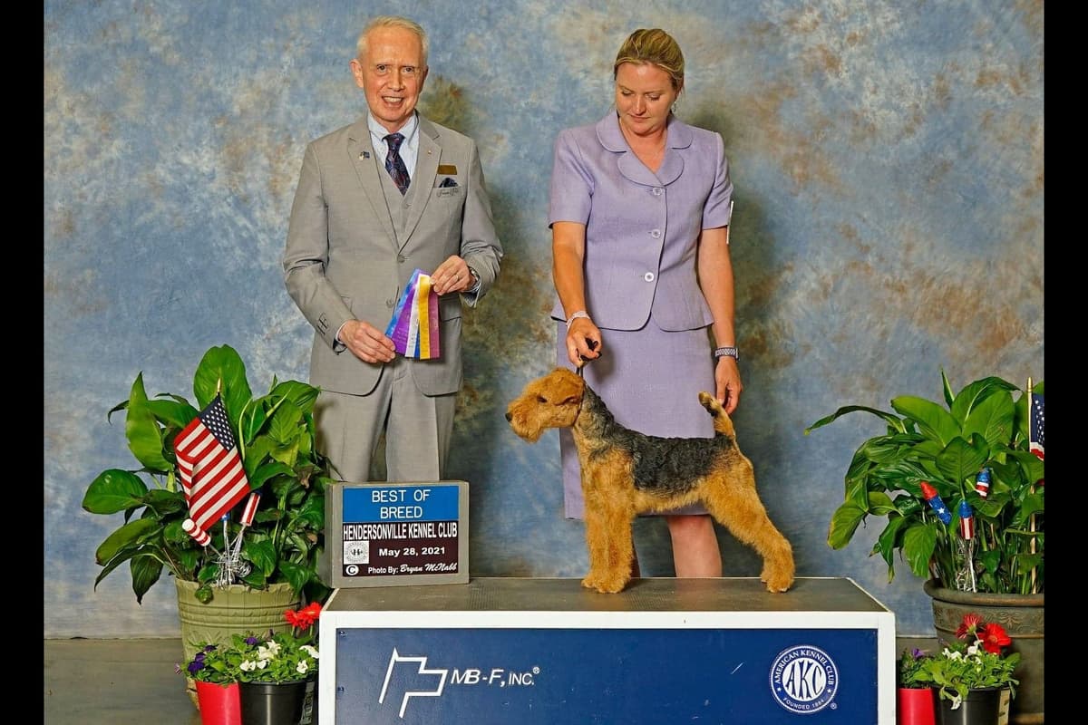 Gorgeous Airedale Puppies GCH Parents! breeder image 2