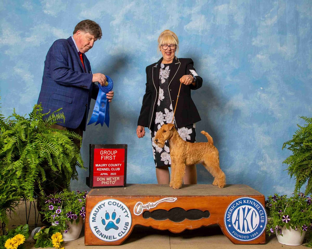 Gorgeous Airedale Puppies GCH Parents! breeder image 3