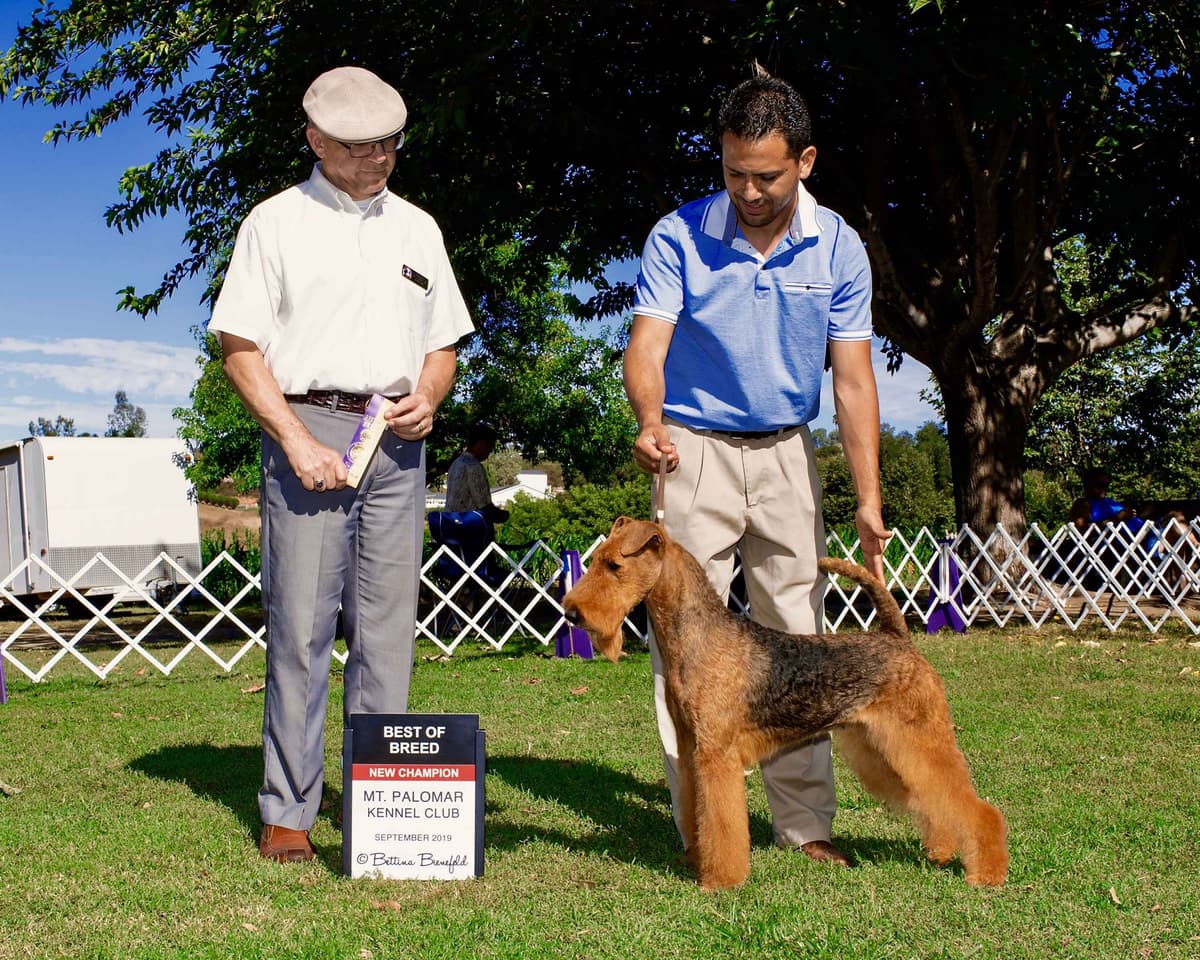 Gorgeous Airedale Puppies GCH Parents! breeder image 4
