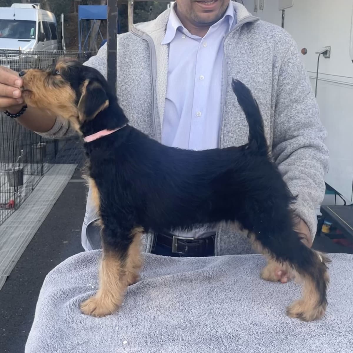 Gorgeous Airedale Puppies GCH Parents! breeder image 5