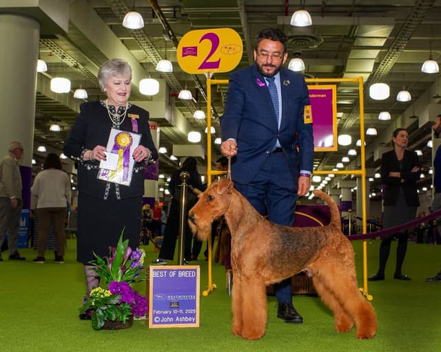 Gorgeous Airedale Puppies GCH Parents! media 2