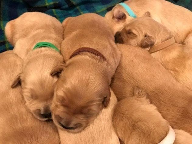 Dark Mahogany Red Golden Retriever Puppies breeder image 18